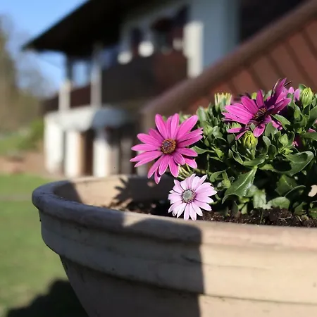 La Pecora Nera בלונו