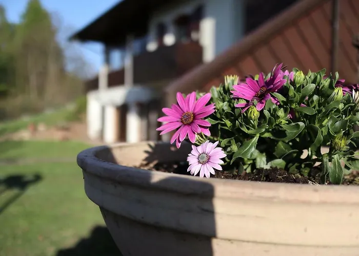 La Pecora Nera Belluno